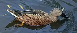 アカハシビロガモ