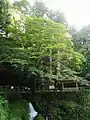 不動尊の大杉