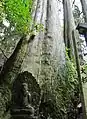 大杉と不動明王像