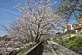 春：桜のころの富士見坂（石畳の道）