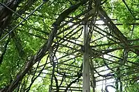 藤棚。2022年9月8日撮影。