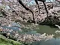 用水とソメイヨシノ