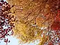 花見山公園。もみじの下から（2007年4月）