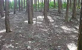 福住中定城の主郭部分