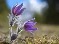 Pulsatilla vulgaris