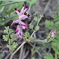 セイヨウエンゴサクF. muralis