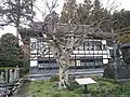 サルスベリ