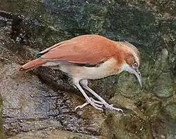 アカアシカマドドリ