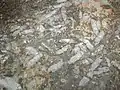 フズリナを含んだ泥岩(東京都)