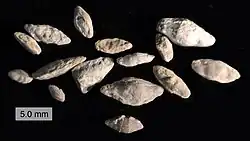 Fusulinids from the Topeka Limestone