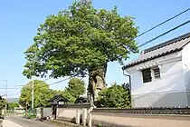 市道沿いの土塀に接して生育している。