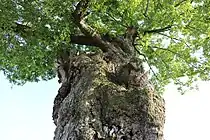 樹下から見上げた二見の大ムクの主幹。