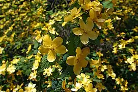 ヤマブキ（一重）（再度公園）