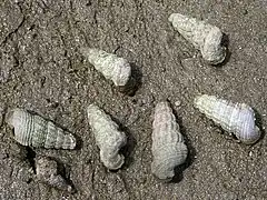 フトヘナタリ