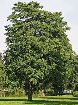 ニワウルシの成木