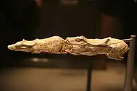 『スイミング・レインディア』約13,000年前。泳いでいる雄雌のトナカイで、マドレーヌ文化後期の作。フランスのタルヌ=エ=ガロンヌ県モンタストリュックで発見。