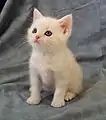 クリーム色（生後6週間）