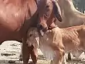 ブラーマン種の親牛と子牛