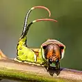 Cerura vinula 幼虫, ドイツ. 変形した尾脚の先端からピンク色のひも状物を突出させている