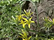 Gagea villosa