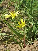 Gagea villosa