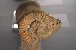 Catacoeloceras dumortier