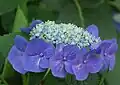 ガクアジサイ両性花では雄しべがよく見える。装飾花では花は開いていない