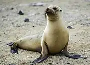 メス