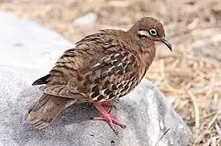 ガラパゴスバト
