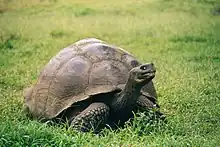 ガラパゴスゾウガメC. nigra