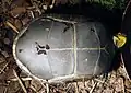 基亜種の腹甲