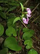 花を3個つける個体。葉の基部が深い心形のものは別の植物（マイヅルソウ）。