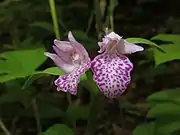 唇弁一面に紫色の細点がある。萼片と側花弁でかぶとをつくる。