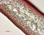マルバグサ属
