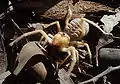 クリーム色で夜行性の Galeodes sp.