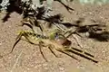 Galeodes caspius