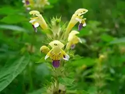 Galeopsis speciosa