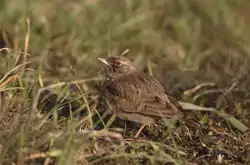 カンムリヒバリ