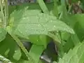 葉