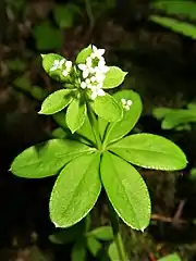 花冠は白色で、杯状に4裂する。