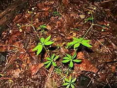 分果には長い鉤状の毛が密生する。