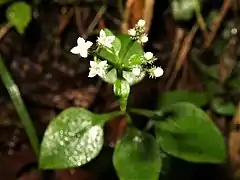 花冠は白色で、杯状に4裂する。萼部に先が鉤状の長い毛が密生する。