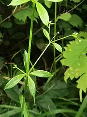 葉の先は急に細くなって短くとがる。茎に4稜があり、稜上に下向きの刺がまばらに生える。