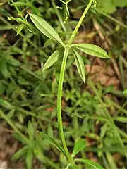 葉の縁および裏面の葉脈上に下向きの刺状毛が生える。