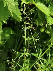 細長い花序を伸ばし、花をまばらに多数つける。