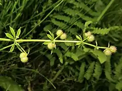 果実は径2-2.5mm、鉤状の刺がある。
