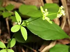 葉は4個が輪生し、葉先は短くとがり、葉の縁に斜上する白毛が生える。