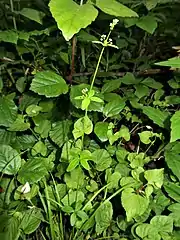 茎には4稜があり、毛は生えない。