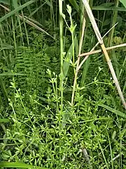 葉腋で分枝し、茎先、枝先に花序をつける。