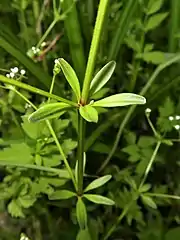 茎は4稜があり、葉は4-5個が輪生する。葉先はとがらず、円い。